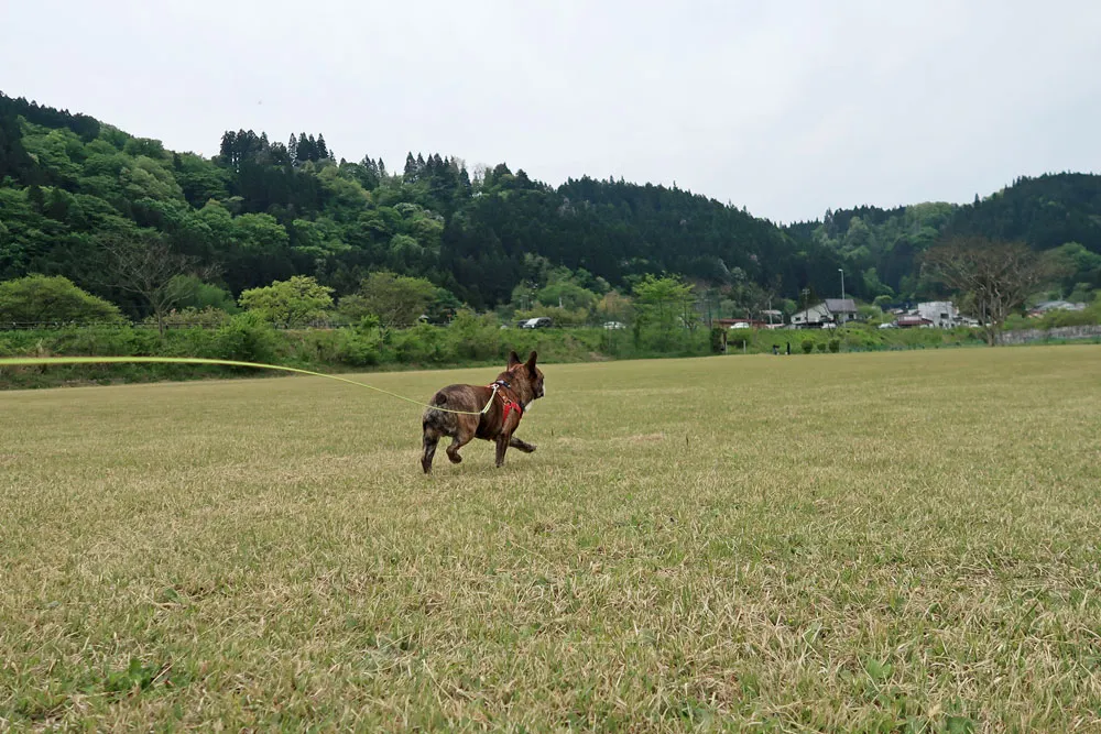 鳴子ブヒ会のとらじろう