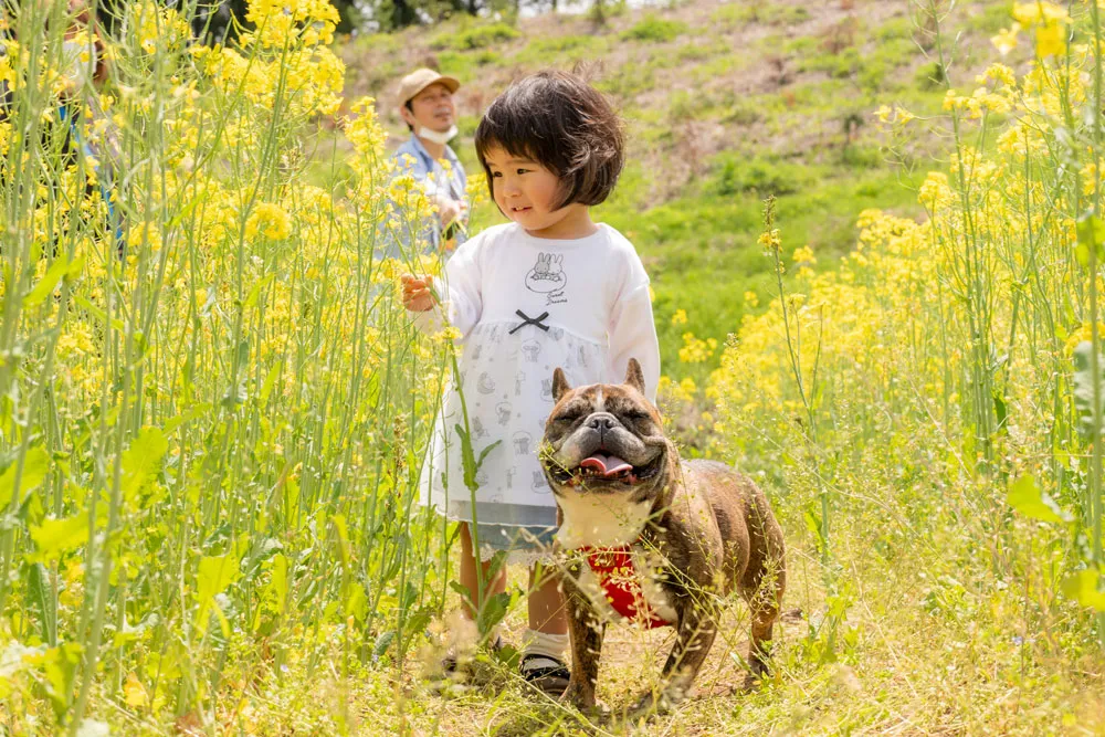 わんちゃんといっしょふぉと 菜の花撮影会