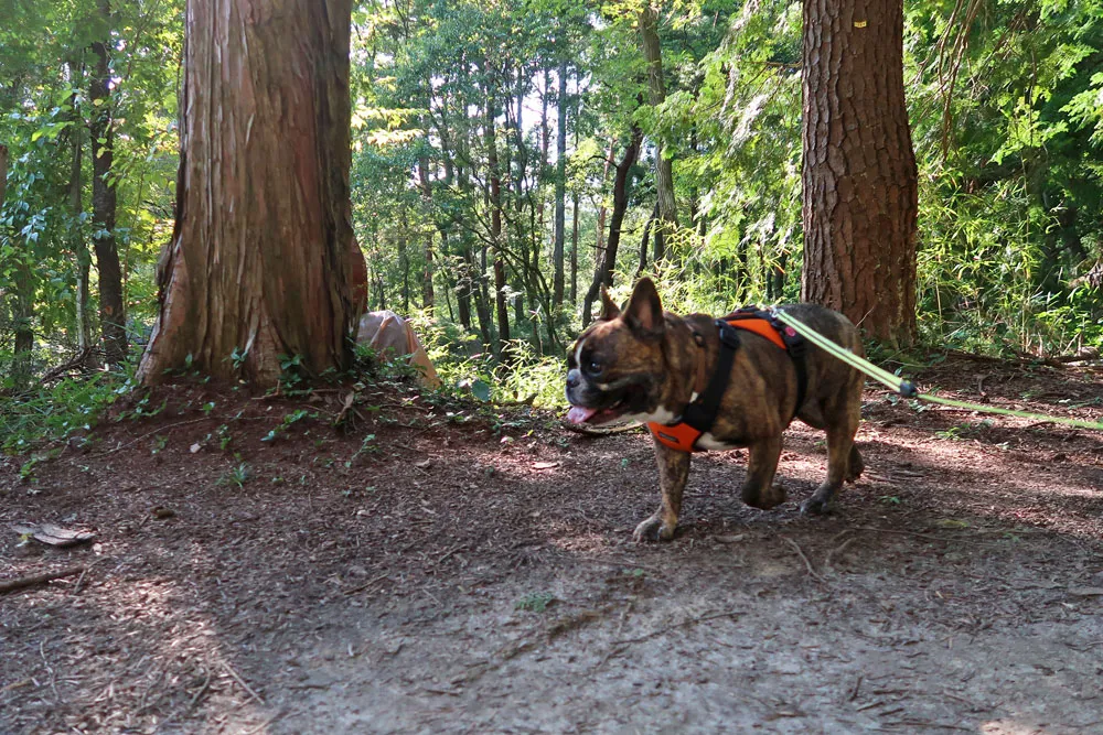 与兵衛沼公園散歩