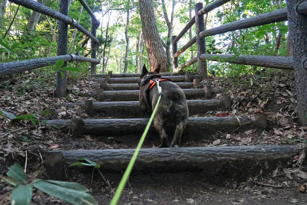 与兵衛沼公園散歩