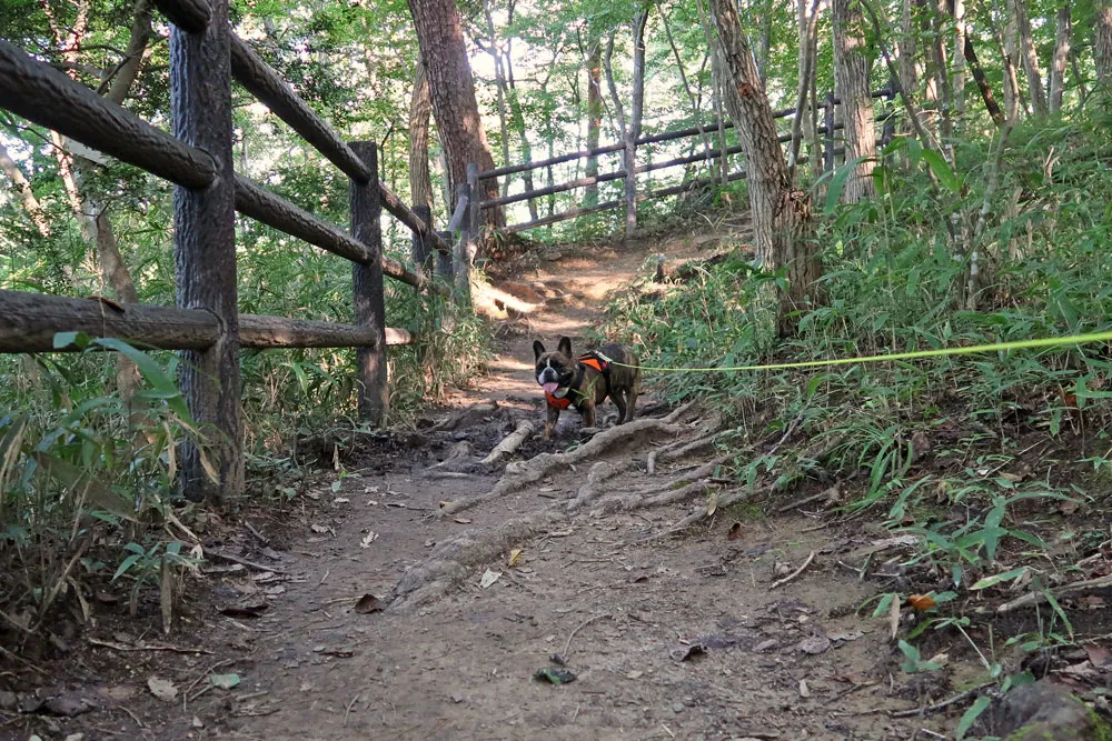 与兵衛沼公園散歩