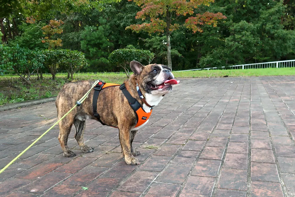 与兵衛沼公園散歩