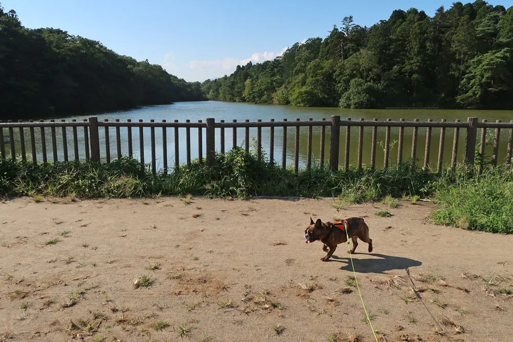 与兵衛沼公園散歩