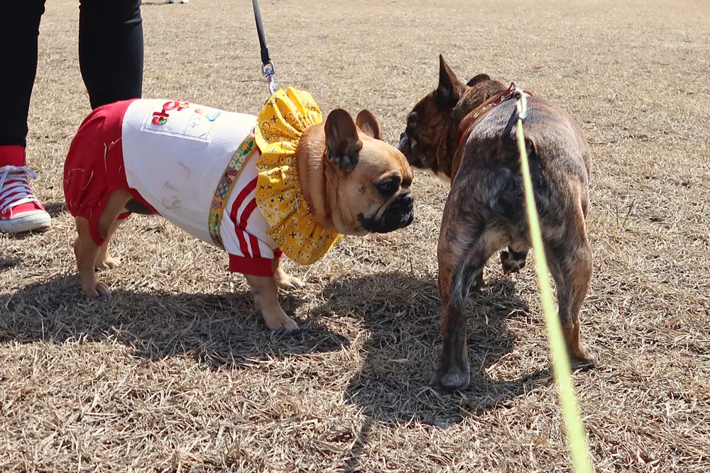 宮城ブヒ会　ブヒブヒ運動会