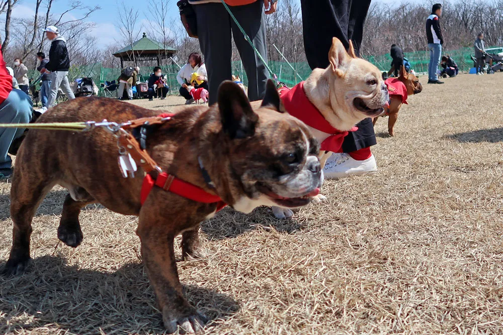 宮城ブヒ会　ブヒブヒ運動会