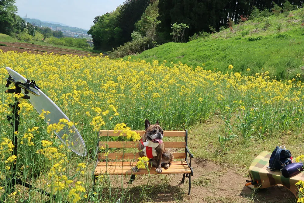 わんちゃんといっしょふぉと 菜の花撮影会