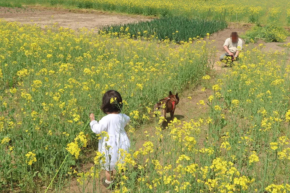 わんちゃんといっしょふぉと 菜の花撮影会