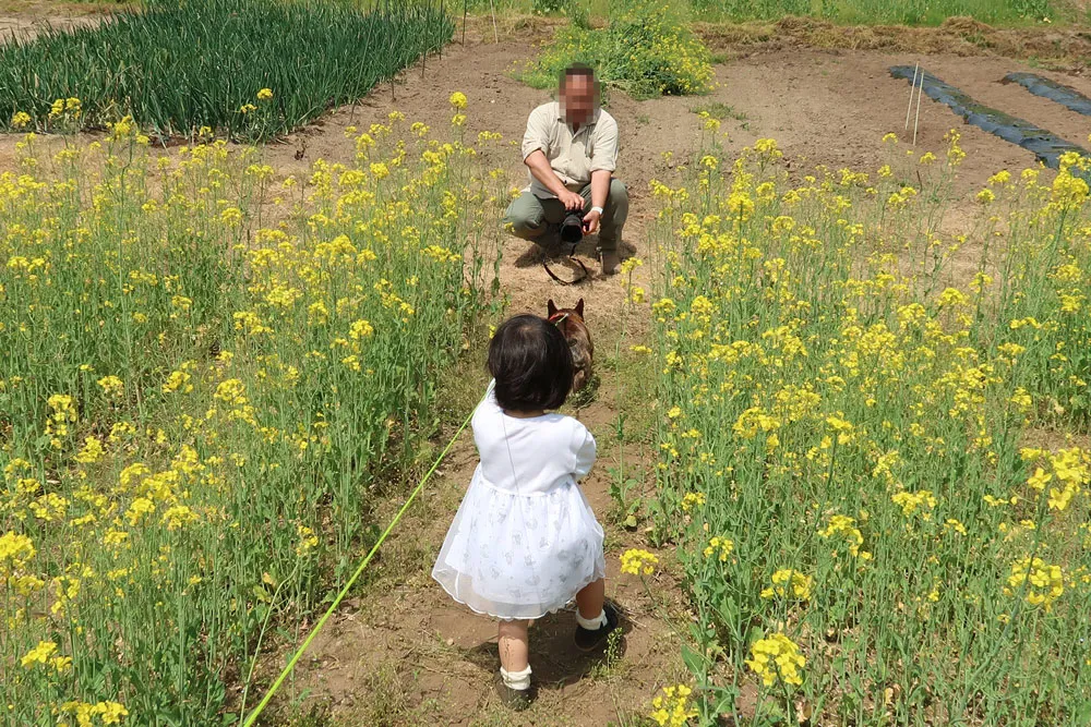 わんちゃんといっしょふぉと 菜の花撮影会