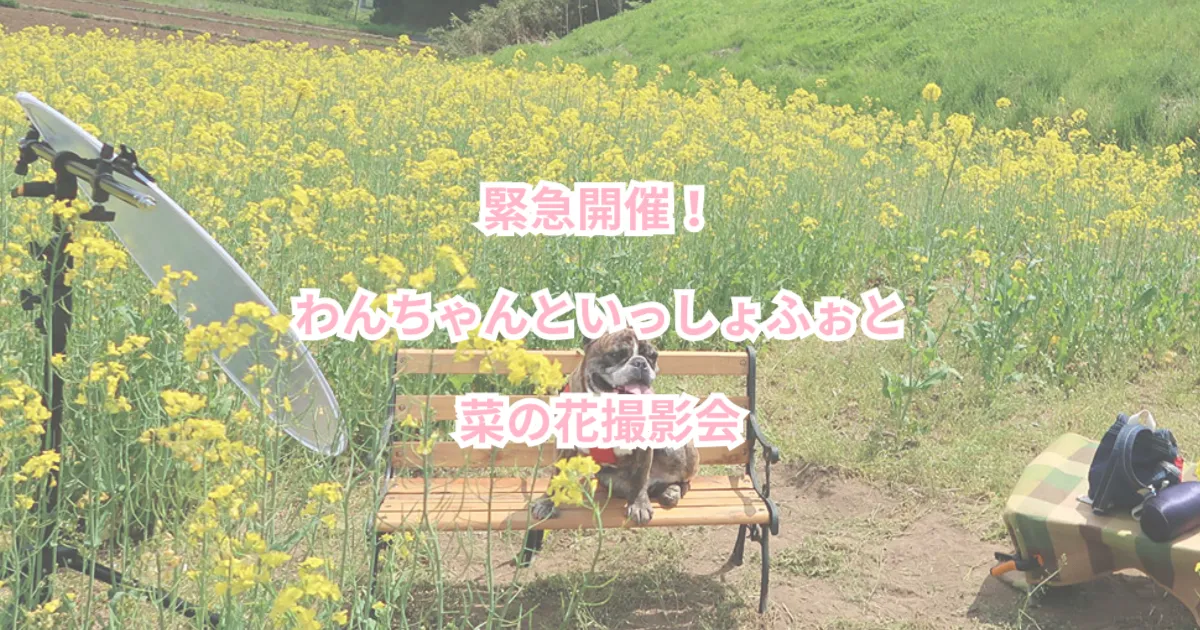 わんちゃんといっしょふぉと 菜の花撮影会