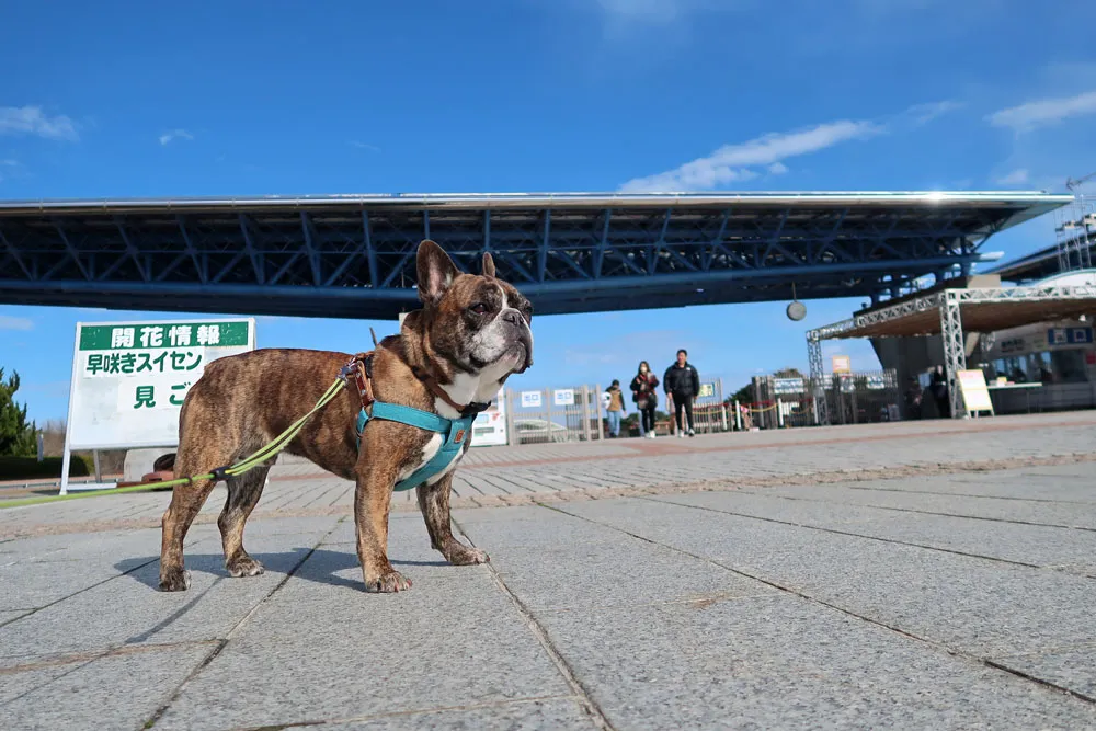 国営ひたち海浜公園でお散歩