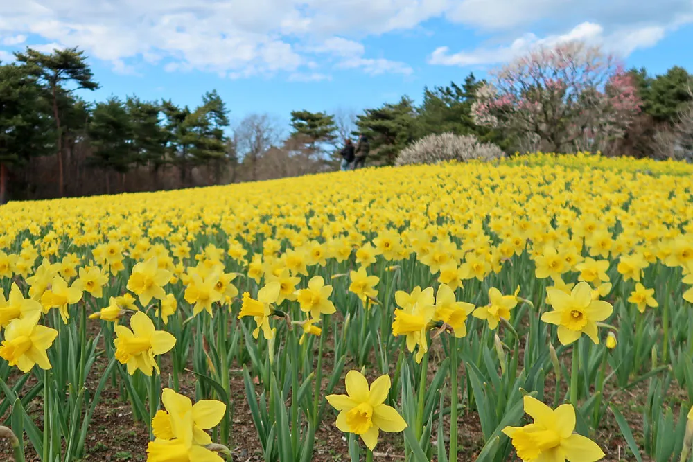 国営ひたち海浜公園でお散歩