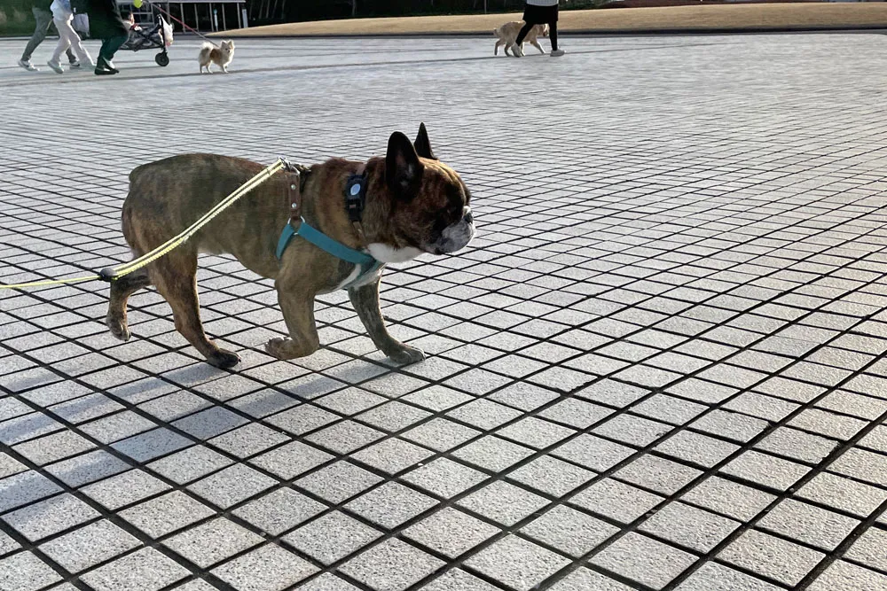 国営ひたち海浜公園でお散歩