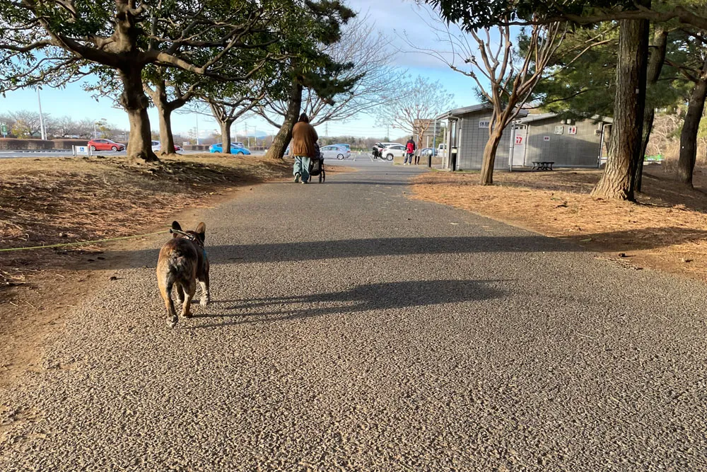 国営ひたち海浜公園でお散歩