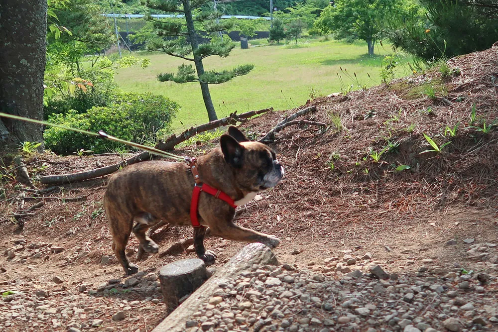 西行戻しの松公園でお散歩