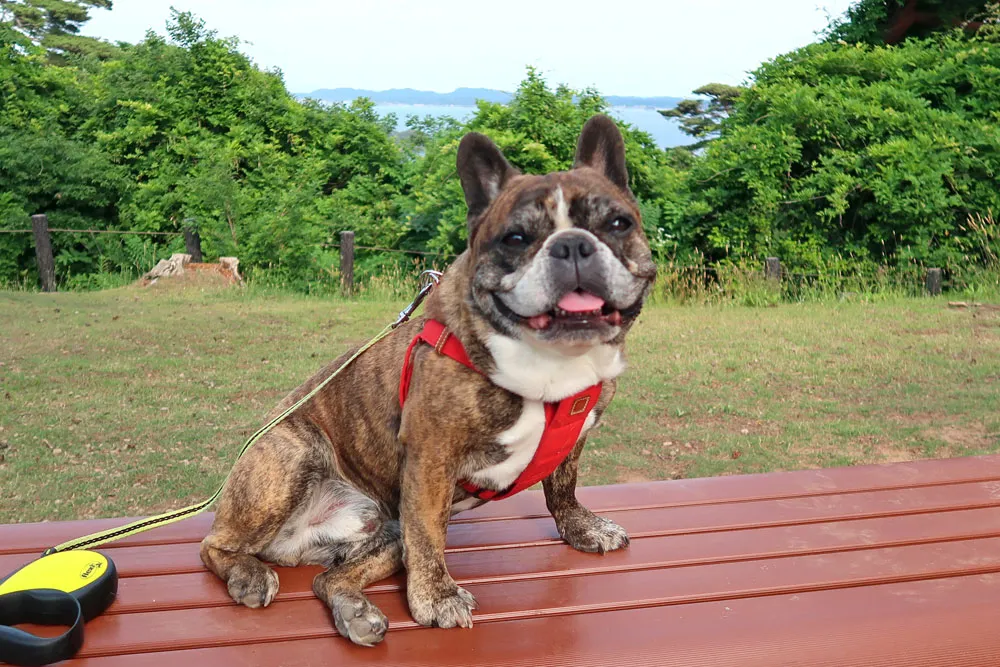 西行戻しの松公園でお散歩