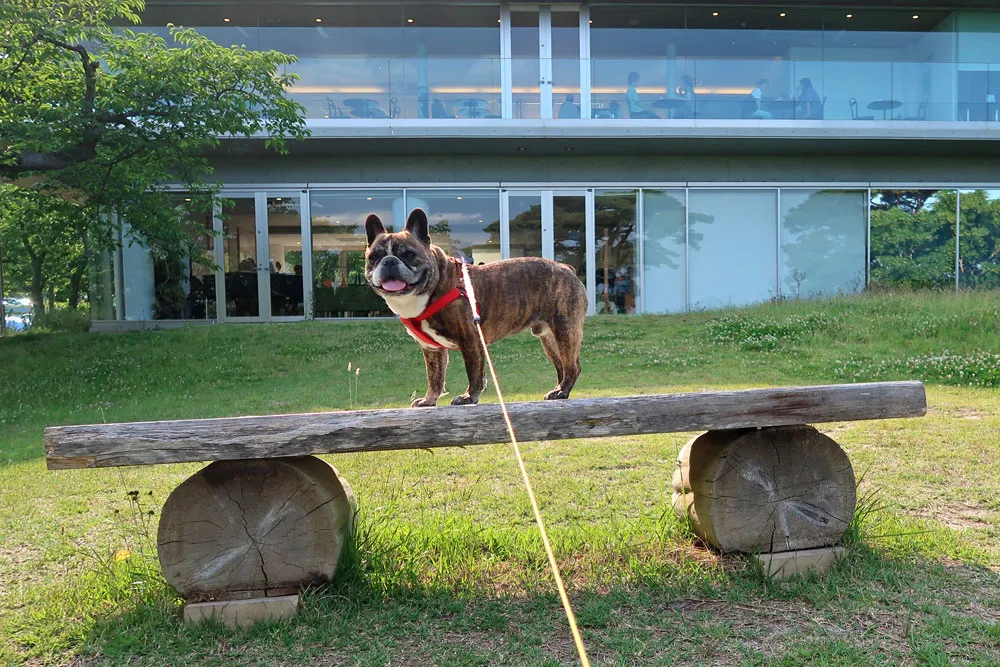 西行戻しの松公園でお散歩