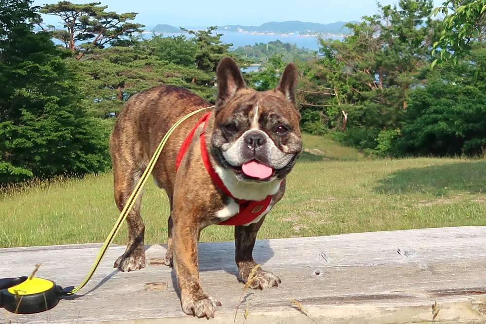 西行戻しの松公園でお散歩