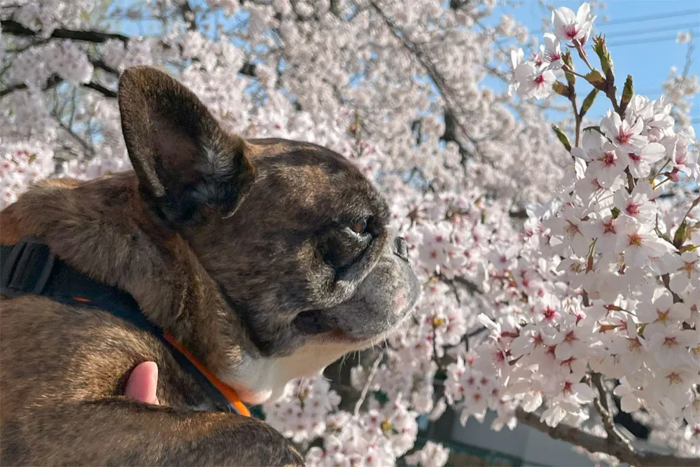 長命ケ丘で桜んぽ