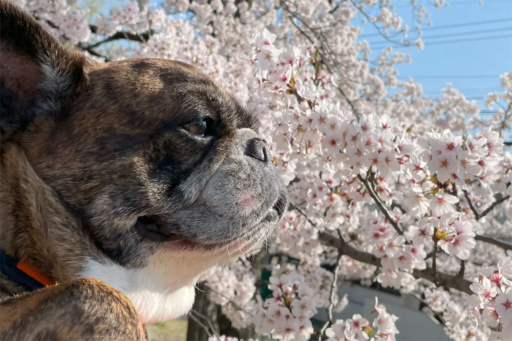 長命ケ丘で桜んぽ