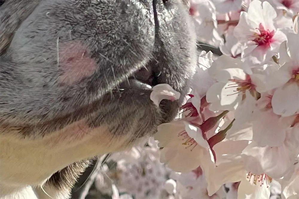 長命ケ丘で桜んぽ