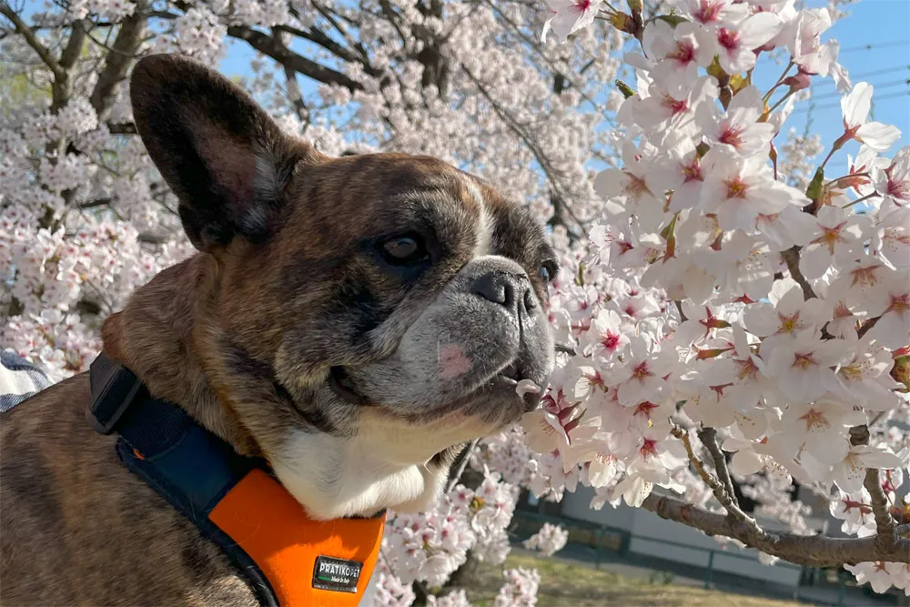 長命ケ丘で桜んぽ