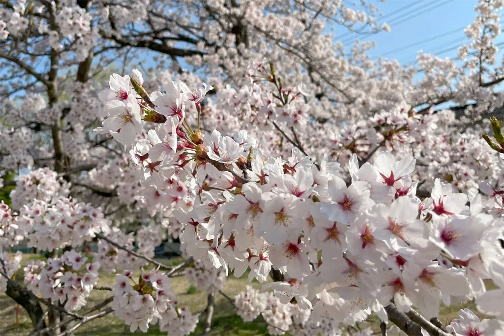 長命ケ丘の桜