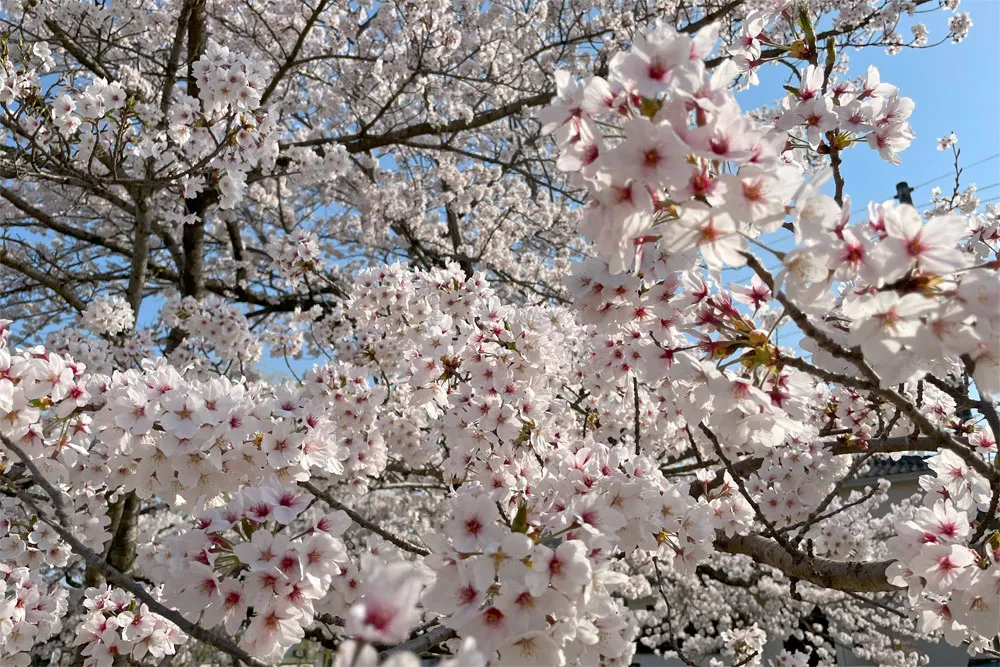 長命ケ丘の桜