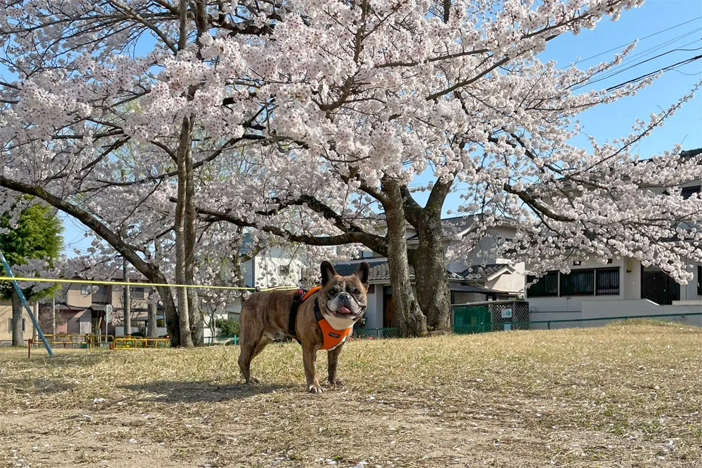 長命ケ丘で桜んぽ