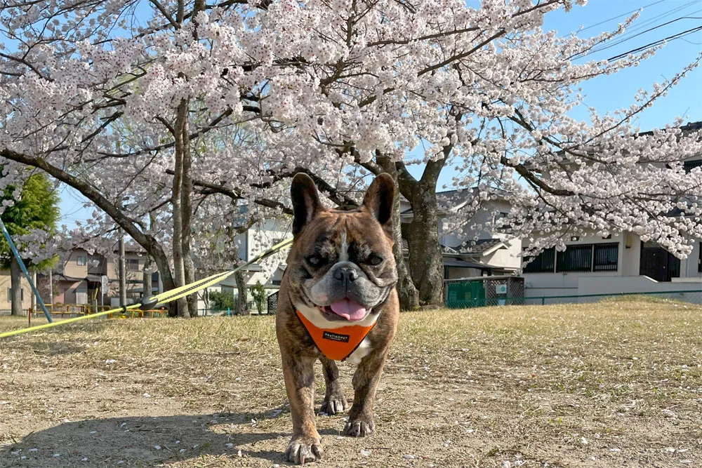 長命ケ丘で桜んぽ