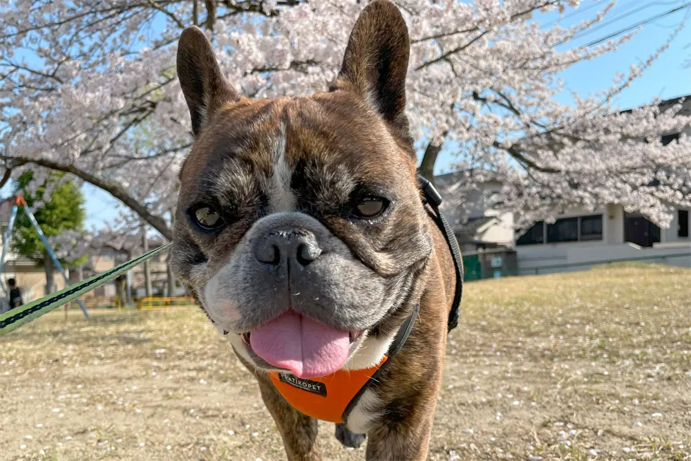 長命ケ丘で桜んぽ