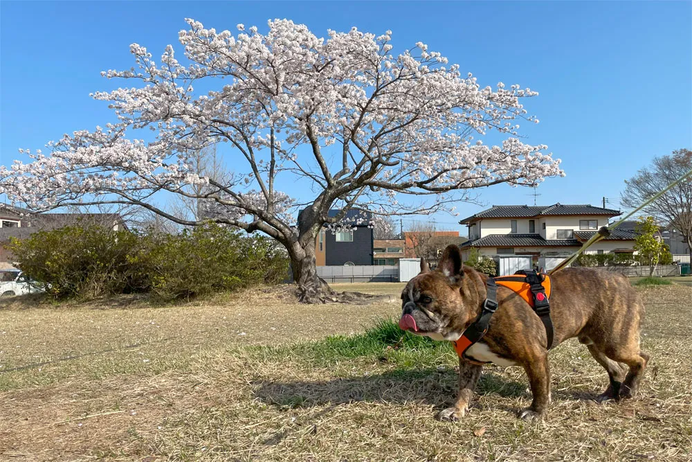 長命ケ丘で桜んぽ