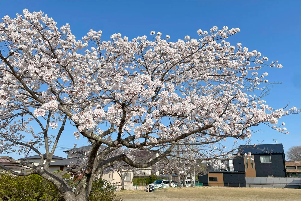 長命ケ丘の桜