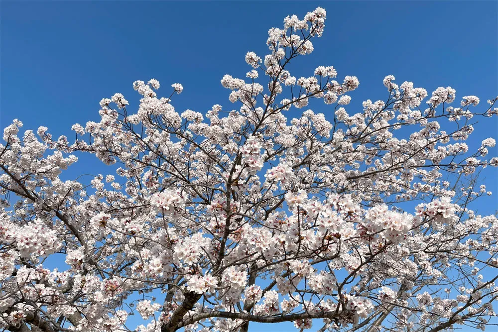 長命ケ丘の桜