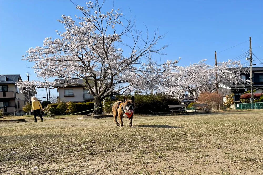 長命ケ丘で桜んぽ