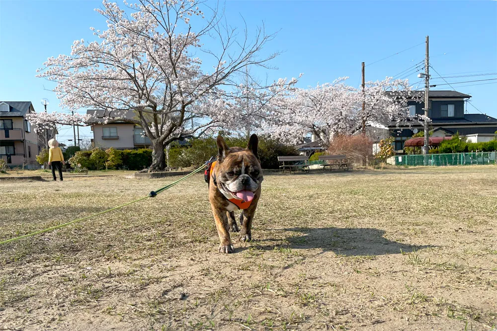 長命ケ丘で桜んぽ