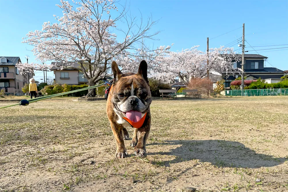 長命ケ丘で桜んぽ