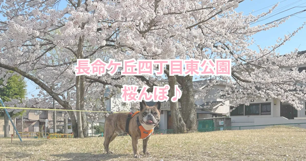 長命ケ丘で桜んぽ