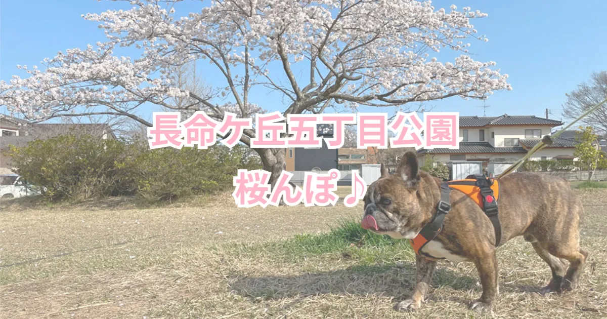 長命ケ丘で桜んぽ