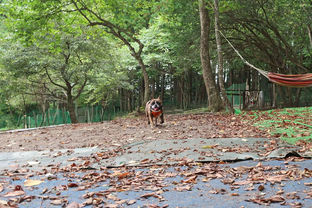 里山ドッグラン サムのとらじろう