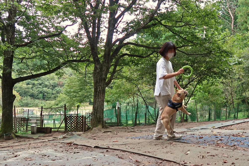 里山ドッグラン サムのぶぶくん