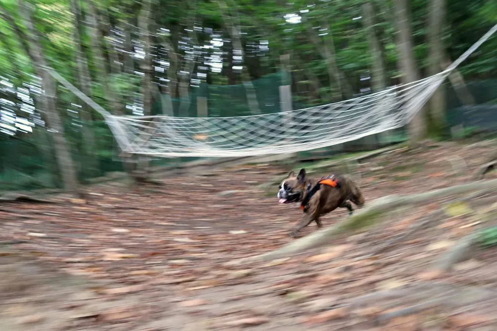 里山ドッグラン サムのとらじろう