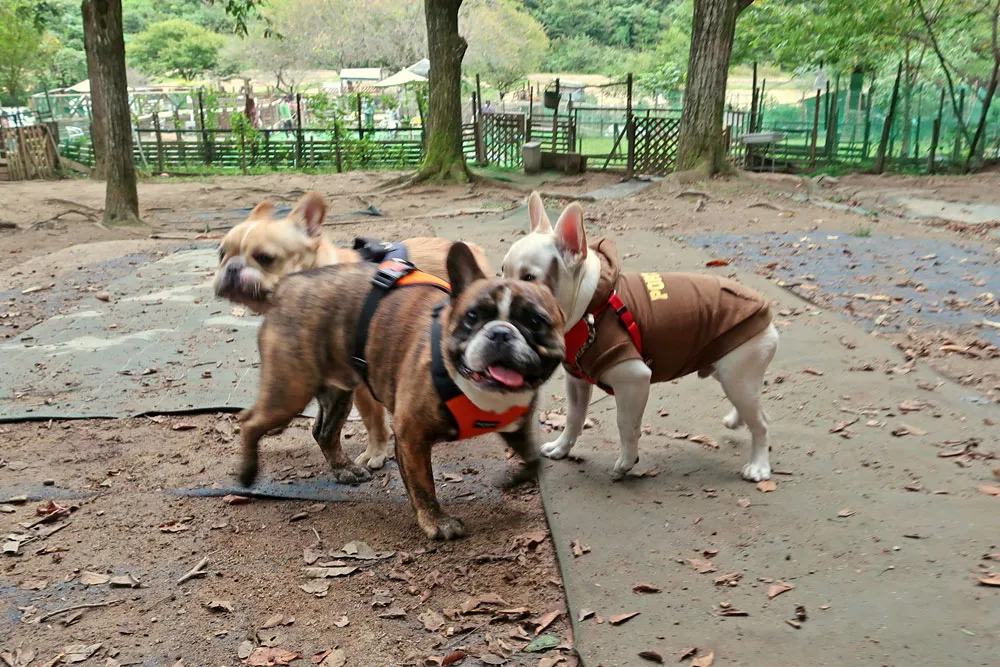 里山ドッグラン サムのとらじろう