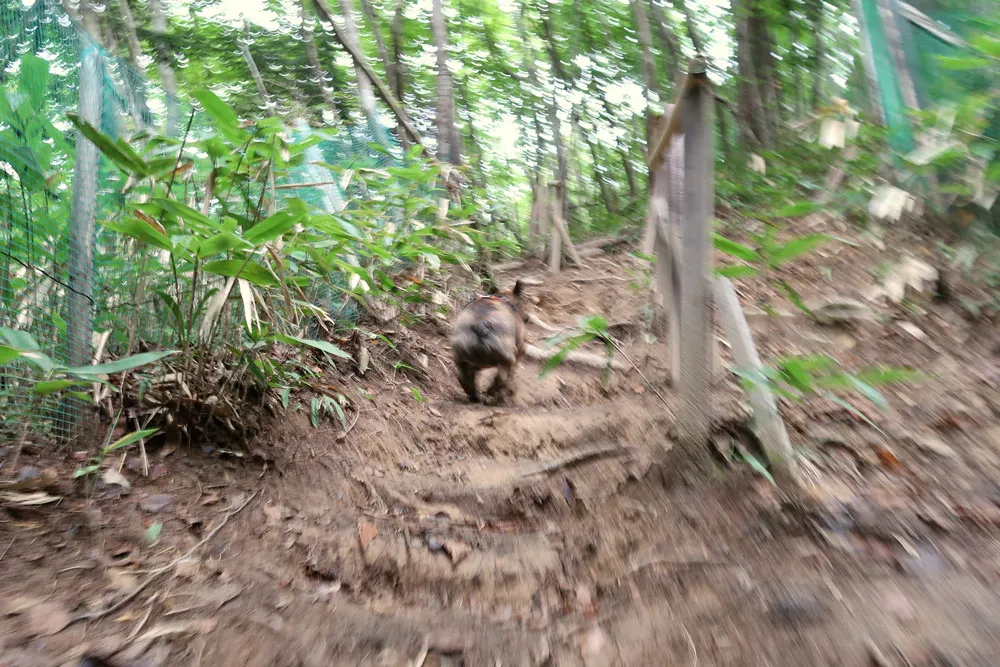 里山ドッグラン サムのとらじろう