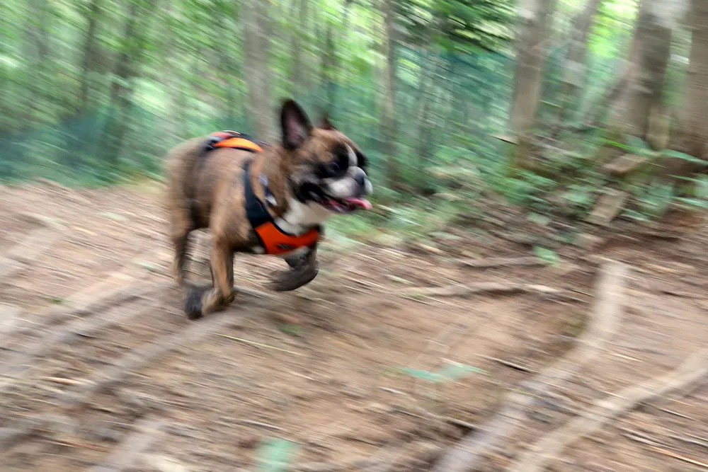 里山ドッグラン サムのとらじろう