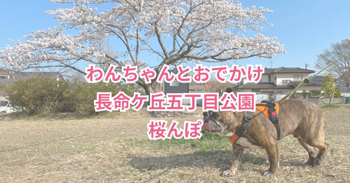 長命ケ丘で桜んぽ