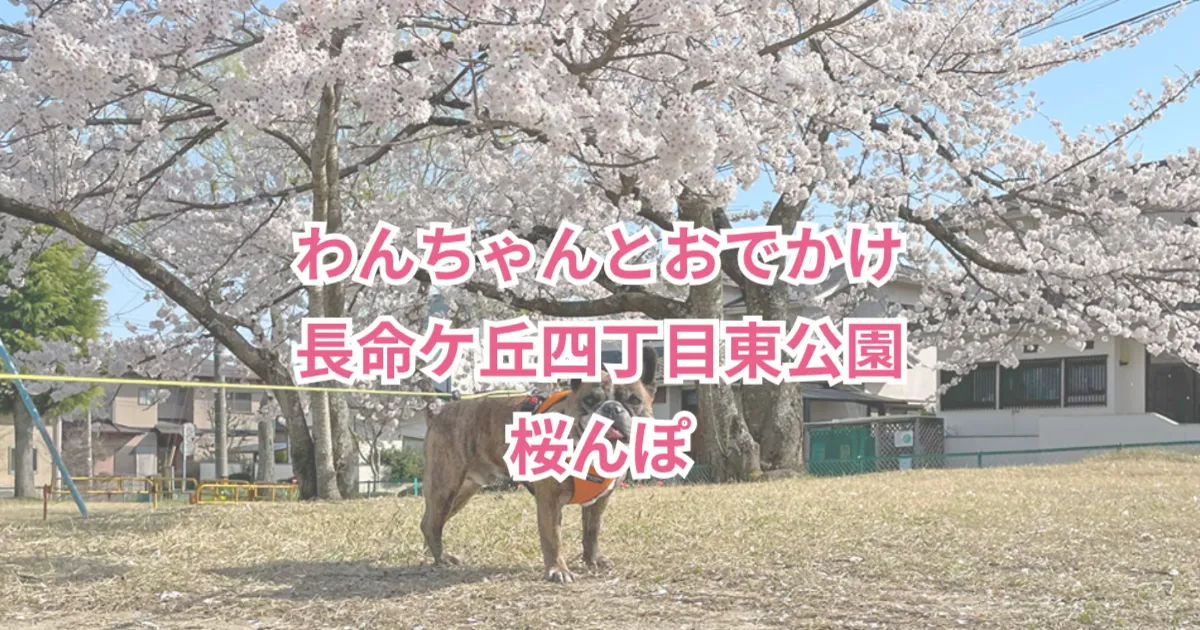 長命ケ丘で桜んぽ