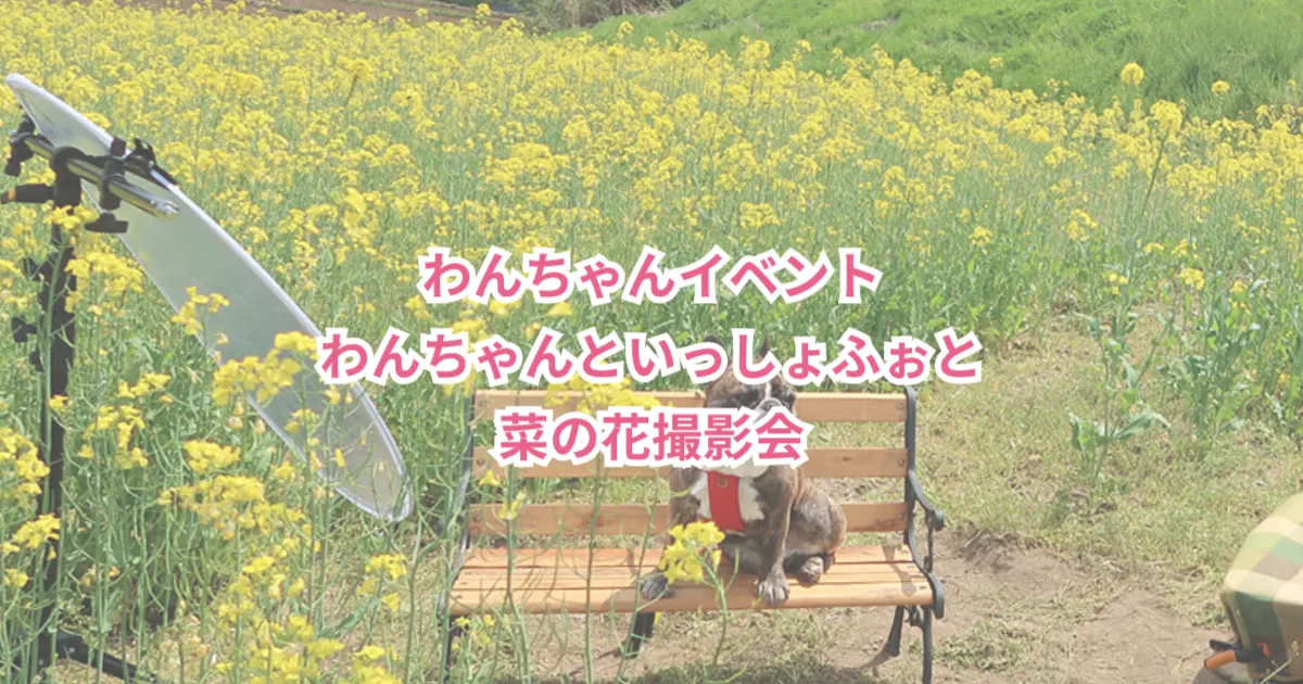 わんちゃんといっしょふぉと 菜の花撮影会