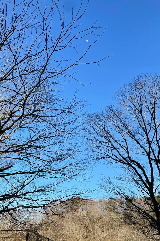 水の森公園キャンプ場の月