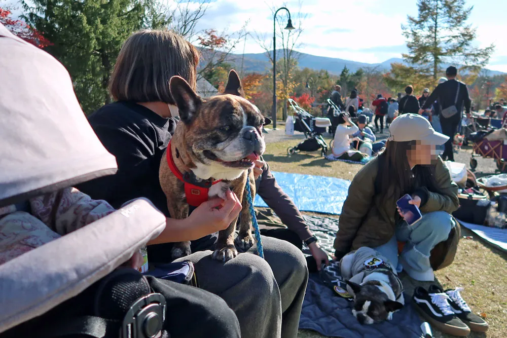 French Bulldog LIVE 2024のとらじろう