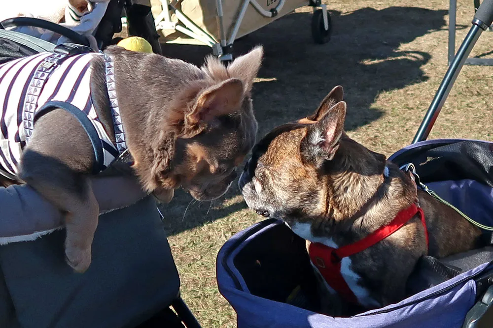 French Bulldog LIVE 2024のとらじろう